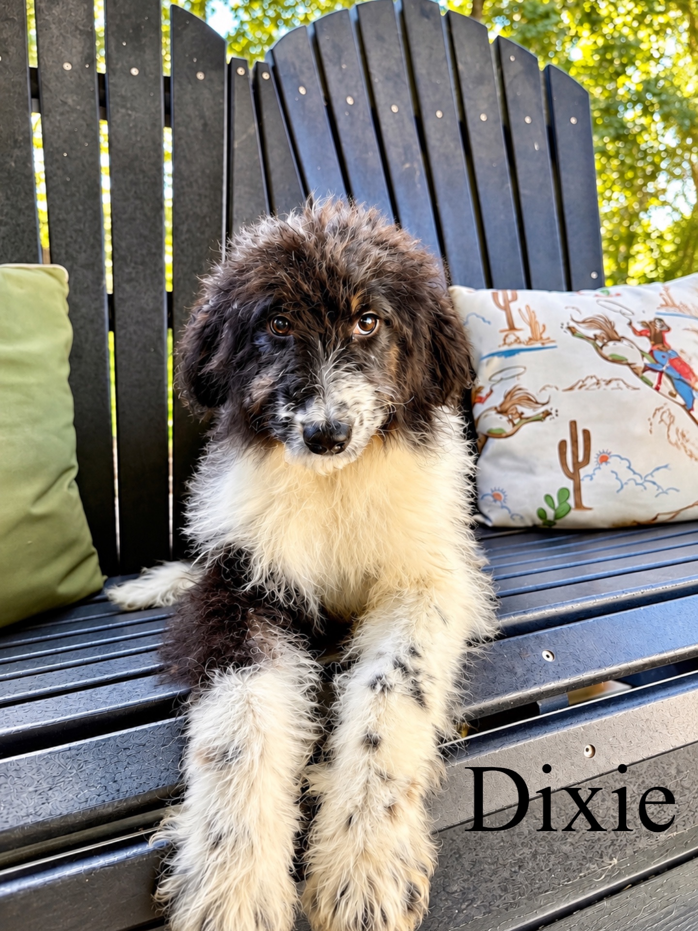 Dixie  1